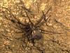 Eratigena inermis